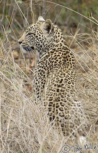 Africa_20081104_013458_544_2X.jpg - A leopard hunts in the high dry grass that gives it almost perfect cover.  Londolozi Reserve, South Africa.