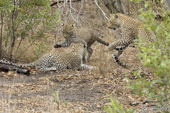 Africa_20081104_013736_587_2X.jpg - Now we know what the leopard was hunting; two older cubs that ambush mom from the brush!  Londolozi Reserve, South Africa.