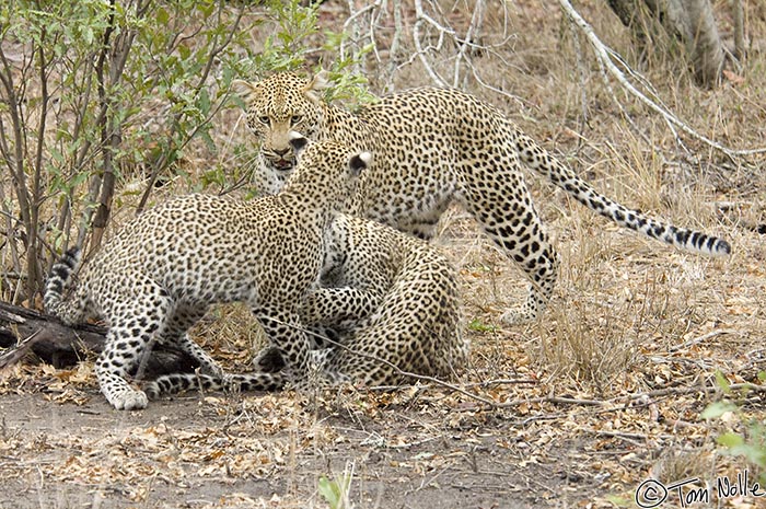 Africa_20081104_013744_591_2X.jpg - Mom and the two cubs play and tussle; this is training for the cubs' skills in stalking and attack.  Londolozi Reserve, South Africa.