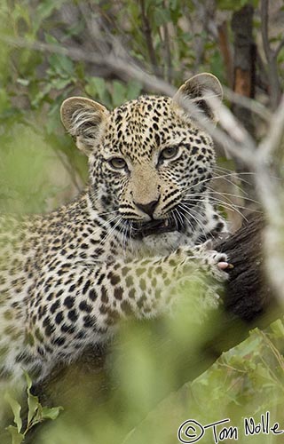 Africa_20081104_014000_622_2X.jpg - One of the cubs also decides to practice tree-climbing skills.  Cubs will escape predators by climbing.  Londolozi Reserve, South Africa.