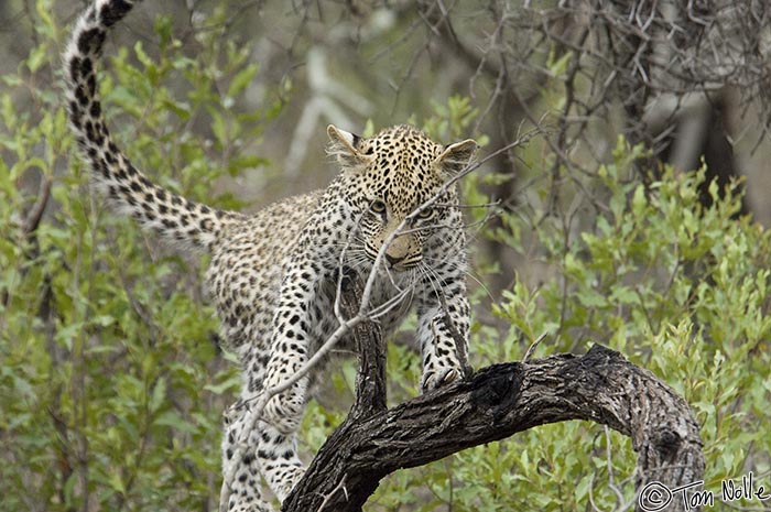 Africa_20081104_014024_634_2X.jpg - A leap and some contortions take the cub to the top of the branch where walking is an option.  Londolozi Reserve, South Africa.