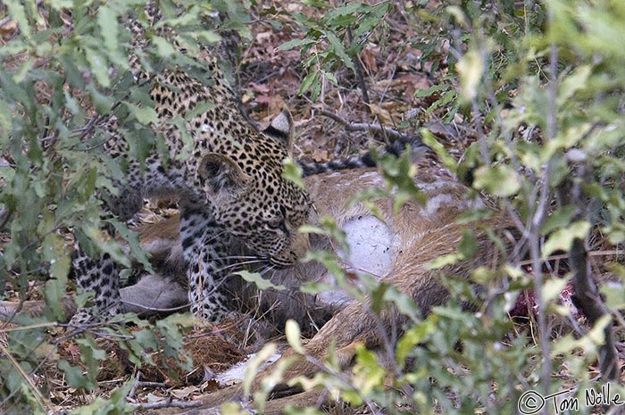 Africa_20081104_015440_685_2X.jpg - The reason the leopards are hanging around this brush is that they have a fresh kill hidden there.  Londolozi Reserve, South Africa.