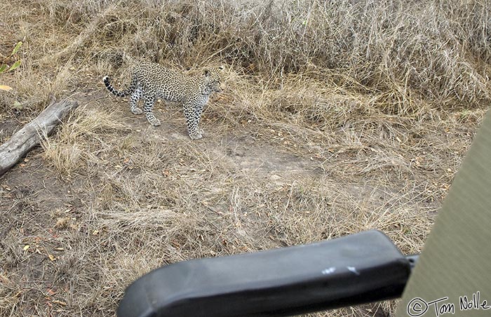 Africa_20081104_015720_443_20.jpg - One of the cubs shows us how little the vehicles concern the leopards by passing behind us.  Londolozi Reserve, South Africa.