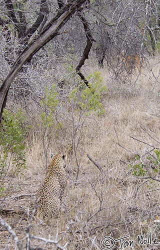 Africa_20081104_020002_718_2X.jpg - The female leopard sees another nyala in the brush and is sizing up the opportunity even though she has a fresh kill.  She decides it's not worth the stalk.  Londolozi Reserve, South Africa.