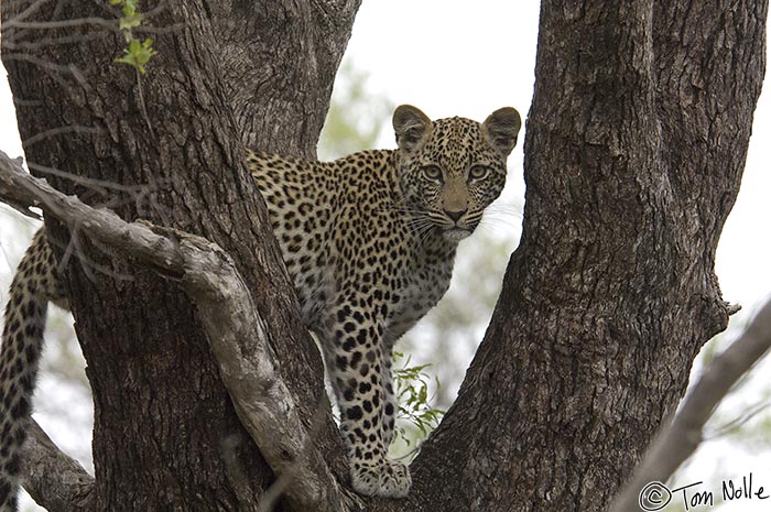 Africa_20081104_022102_809_2X.jpg - One of the cubs tries climbing in a larger tree, one just above the kill.  Leopards usually keep their kills near trees in case they have to take them up to protect them from hyena.  Londolozi Reserve, South Africa.