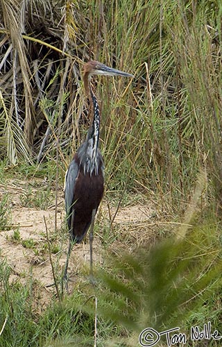 Africa_20081104_031302_932_2X.jpg - A goliath heron watches for food on the banks of a small stream in Londolozi Reserve, South Africa.