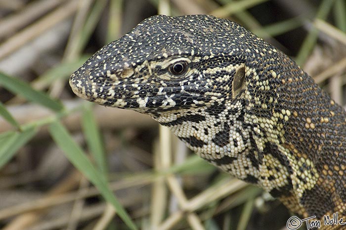 Africa_20081104_031654_951_2X.jpg - A water monitor lizard shows its ear structure in this shot.  Londolozi Reserve, South Africa.