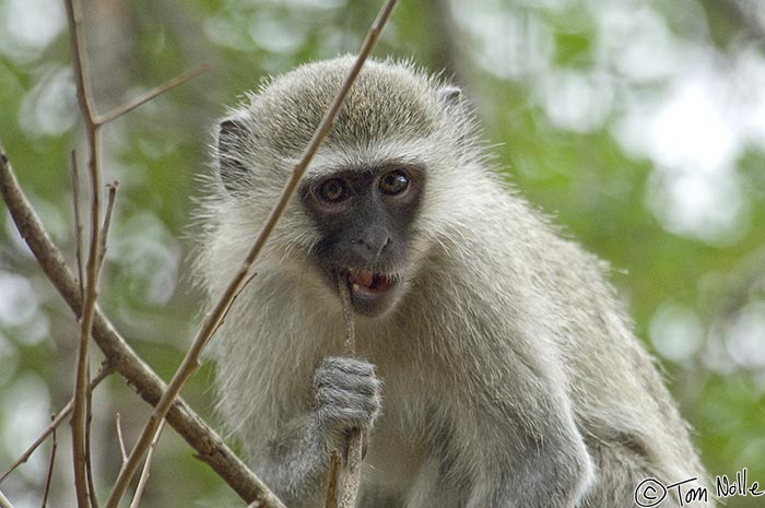 Africa_20081104_093858_967_2X.jpg - A vervet monkey who'd like to share our dinner has to settle for gnawing on a twig.  Londolozi Reserve, South Africa.