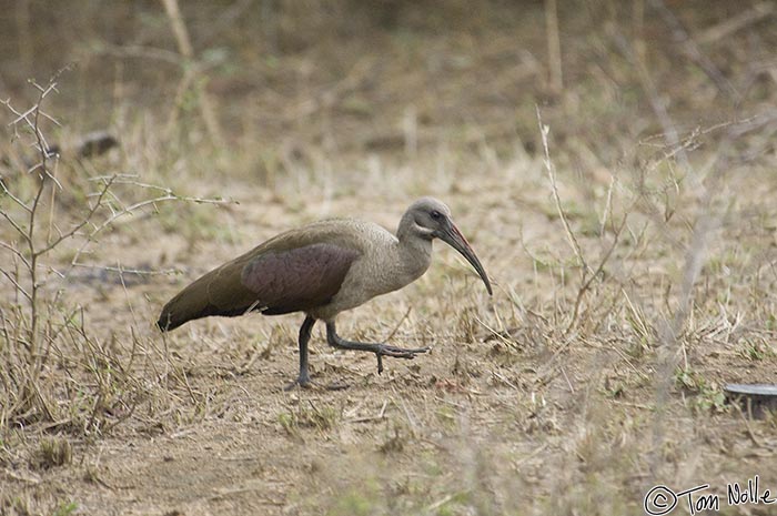 Africa_20081104_100052_977_2X.jpg - This hadeda ibis has an iridescent wing feather that can only be seen from some angles.  Londolozi Reserve, South Africa.