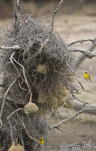 Africa_20081104_100824_983_2X.jpg - A nest area for one of the many attractive weavers in South Africa, the spottedbacked weaver.  Londolozi Reserve, South Africa.