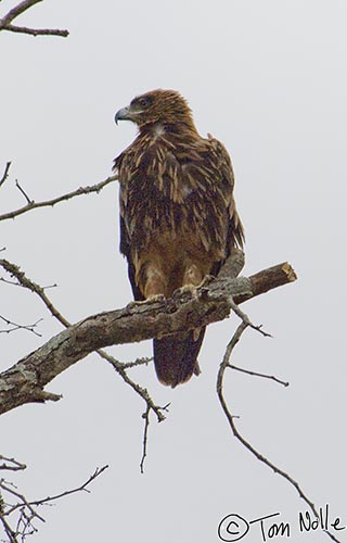 Africa_20081104_103042_002_2X.jpg - A tawny eagle watches for some morning prey.  Londolozi Reserve, South Africa.