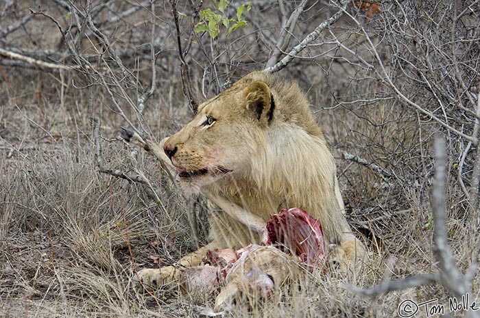 Africa_20081104_103948_023_2X.jpg - A young male lion is hogging this kill, as is normally the case with prides.  Lions will consume virtually everything on a small antelope.  Londolozi Reserve, South Africa.