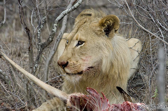 Africa_20081104_104230_037_2X.jpg - This young male is watching both the females in the pride who'd like to encroach but who he dominates, and for the pride male, to whom he'd have to give way.  Londolozi Reserve, South Africa.