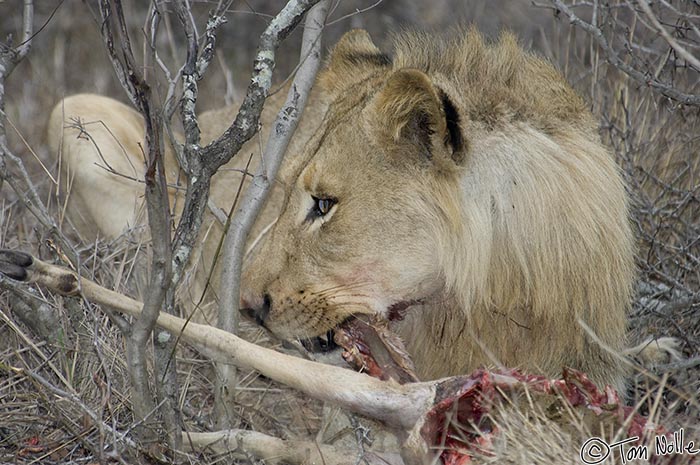 Africa_20081104_110024_091_2X.jpg - This young male lion isn't feeding first because everyone lets him, but because he can enforce that right, and so he has to stay watchful to do just that.  Londolozi Reserve, South Africa.