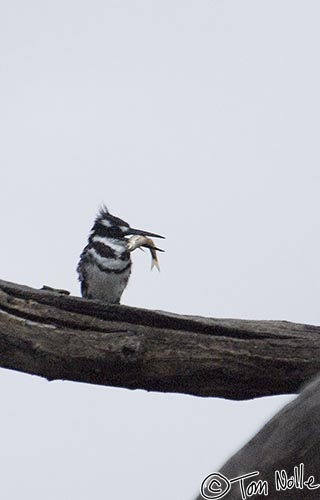 Africa_20081104_232648_164_2X.jpg - A kingfisher shows why he's called that, on a very early and dim morning.  Londolozi Reserve, South Africa.