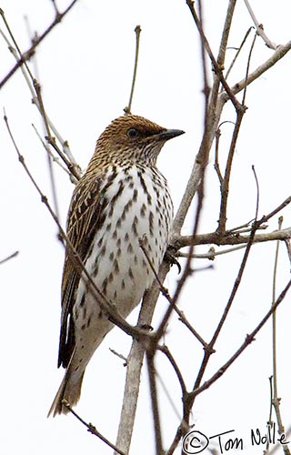 Africa_20081105_012906_257_2X.jpg - A female violet starling perches on a branch as we do our morning game drive in Londolozi Reserve, South Africa.