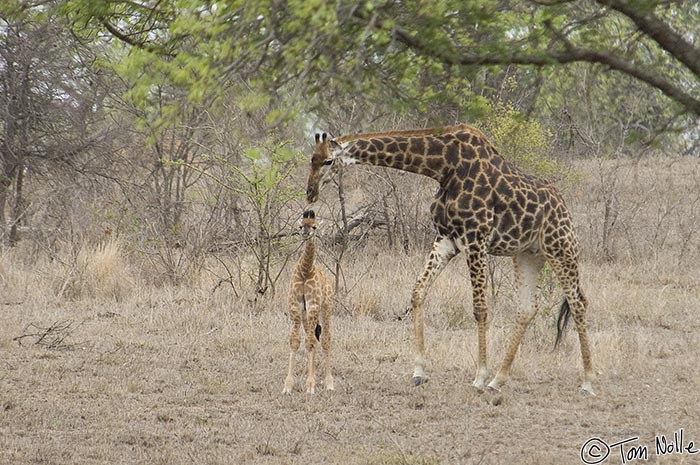 Africa_20081105_015538_282_2X.jpg - A mother giraffe checks out a young calf in Londolozi Reserve, South Africa.