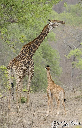 Africa_20081105_015756_284_2X.jpg - An adult giraffe seems to be stargazing or giving junior a look of exasperation.  Londolozi Reserve, South Africa.