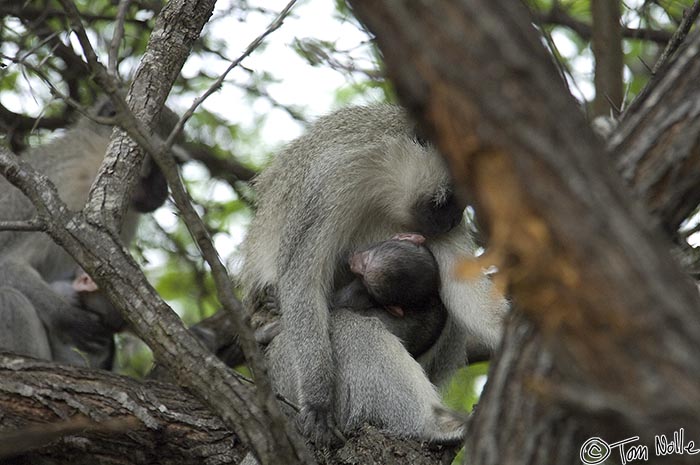 Africa_20081105_030330_313_2X.jpg - Two vervet monkey mothers hold their infants on a tree in Londolozi Reserve, South Africa.