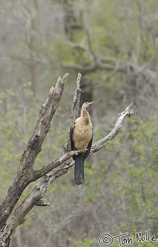 Africa_20081105_030426_323_2X.jpg - An African darter waits hopefully on a dead tree in Londolozi Reserve, South Africa.