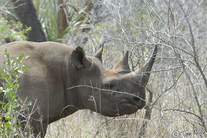 Africa_20081105_071802_363_2X.jpg - This is a black rhino, much less common in the area, and you can tell that by its upper lip and the fact that it's browsing on brush rather than grazing as the more common white rhinos do.  Phinda Reserve, South Africa.