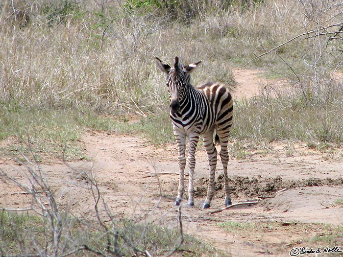 Africa_20081105_072940_643_S.jpg - This zebra foal has strayed a bit from the others but there are no predators nearby.  Phinda Reserve, South Africa.