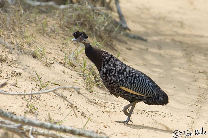 Africa_20081105_073802_390_2X.jpg - This is the crested guineafowl, a less common version than the helmeted variety.  Phinda Reserve, South Africa.