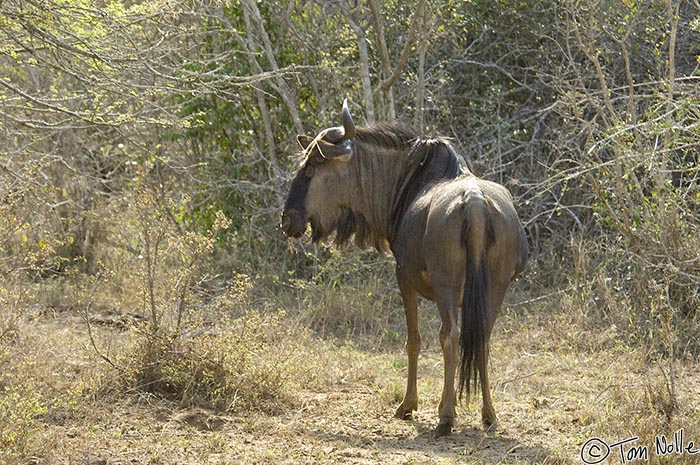 Africa_20081105_094246_419_2X.jpg - A wildebeest stands guard as the rest of his group move off.  Phinda Reserve, South Africa.