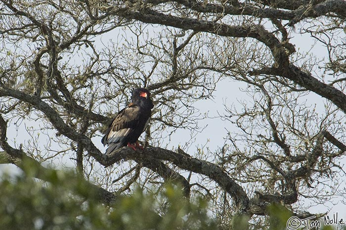 Africa_20081105_094734_427_2X.jpg - A bateleur eagle is almost an icon in southern Africa.  Phinda Reserve, South Africa.