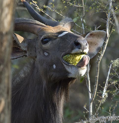 Africa_20081105_100142_474_2X.jpg - Actually this is a male Nyala eating a monkey apple.  Phinda Reserve, South Africa.