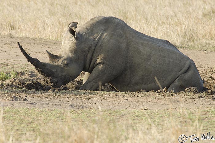 Africa_20081105_104654_510_2X.jpg - A large bull rhino, this one the more common white variety, rests in a comfortable mud hole in Phinda Reserve, South Africa.