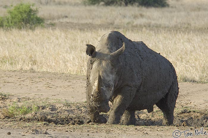 Africa_20081105_104936_528_2X.jpg - This is the largest bull white rhino in the area, and he's not looking too happy either.  Phinda Reserve, South Africa.