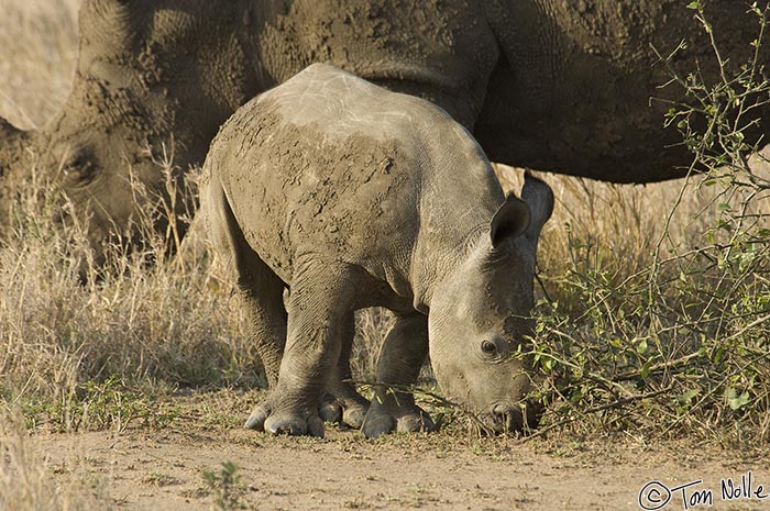 Africa_20081105_105708_550_2X.jpg - This young calf may be why all the rhinos are in a bit of a tizzy.  Phinda Reserve, South Africa.