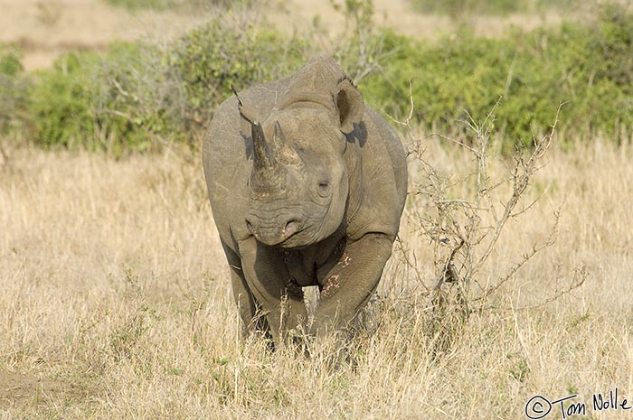 Africa_20081105_110900_586_2X.jpg - This classic view of a black rhino shows the prehensile lip that grabs branches and leaves while browsing.  Phinda Reserve, South Africa.