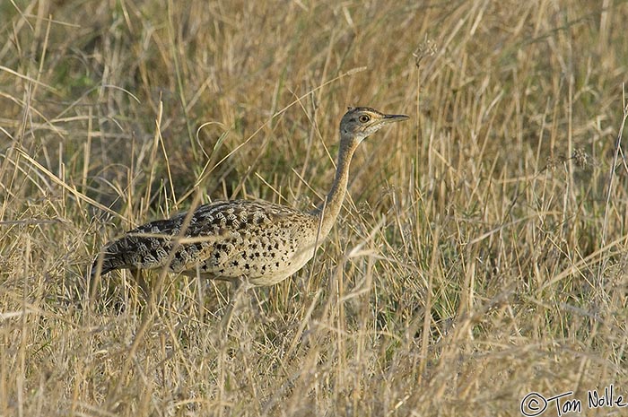 Africa_20081105_111932_664_2X.jpg - A black-bellied bustard female doesn't have the signature color on the breast.  Phinda Reserve, South Africa.