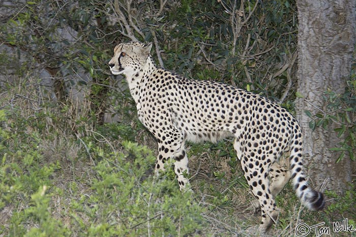 Africa_20081105_115028_739_2X.jpg - A cheetah starts its hunt as darkness falls.  Phinda Reserve, South Africa.