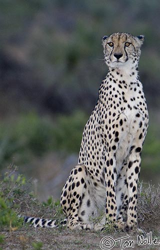 Africa_20081105_120032_757_2X.jpg - This cheetah has, as they often do, jumped up onto a small mound to better survey the area.  Phinda Reserve, South Africa.