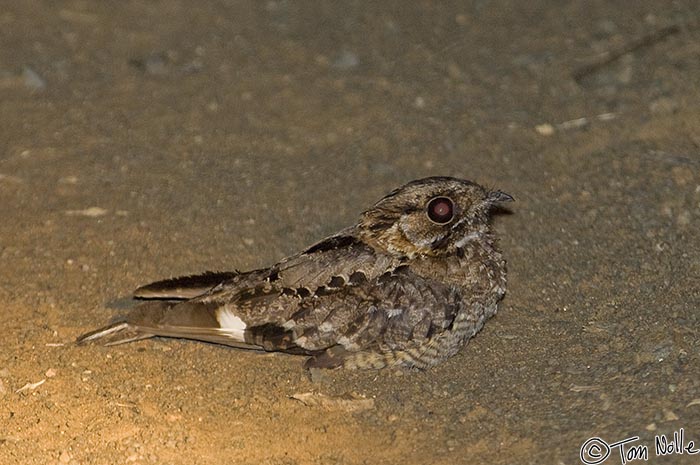 Africa_20081105_133032_766_2X.jpg - A fiery-necked nightjar looks for insects on the trail.  Phinda Reserve, South Africa.