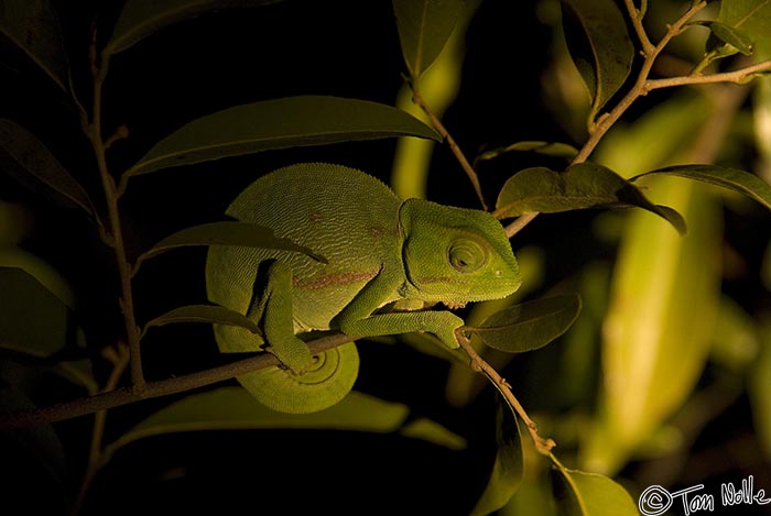 Africa_20081105_134448_533_20.jpg - Chameleons are hard enough to find during the day, but somehow our tracker spotted this one in the dark.  Phinda Reserve, South Africa.