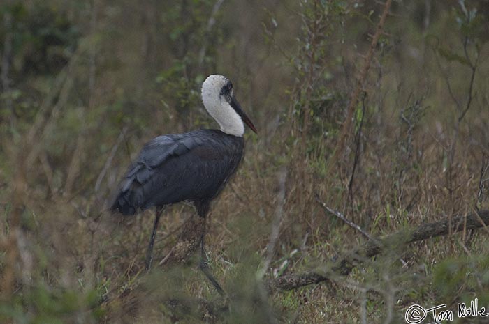 Africa_20081105_233924_771_2X.jpg - Or so the legend goes; this is a wooly-necked stork.  Phinda Reserve, South Africa.