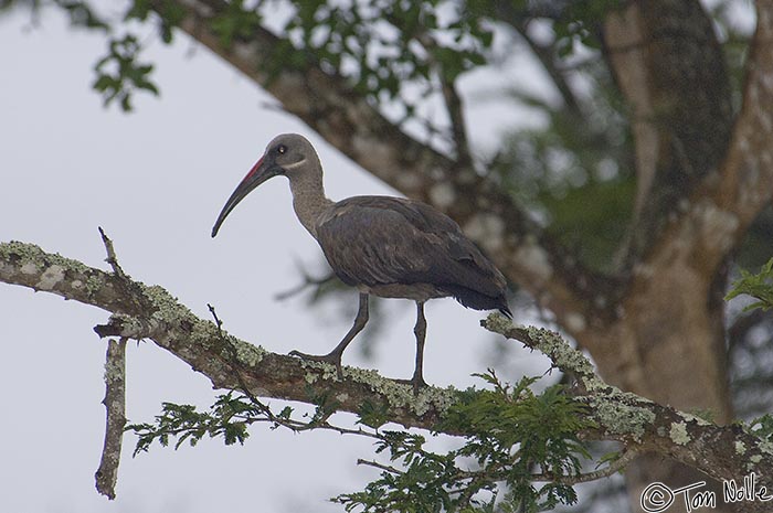 Africa_20081105_235242_773_2X.jpg - A hadeda ibis is more a ground bird but this one's in a branch.  Phinda Reserve, South Africa.