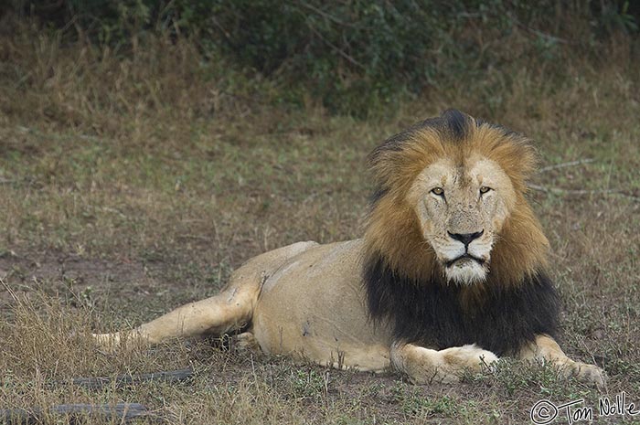 Africa_20081106_002958_791_2X.jpg - One of the largest of the male lions in the Phinda Reserve, South Africa, this one has been displaced by a consortium of males.