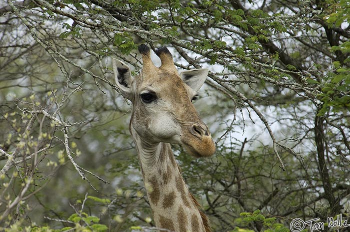 Africa_20081106_011342_831_2X.jpg - This is what a giraffe must look like to leaves and branches that make up its food!  Phinda Reserve, South Africa.