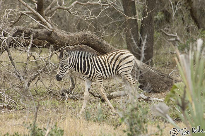 Africa_20081106_030118_849_2X.jpg - A zebra colt works his way through thornbush in Phinda Reserve, South Africa.