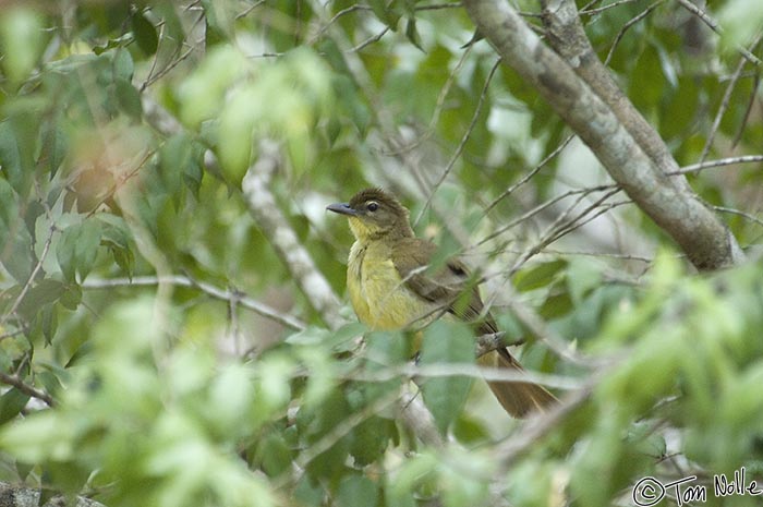 Africa_20081106_092840_904_2X.jpg - A yellow-bellied greenbul hides deep in some shrubbery in Phinda Reserve, South Africa.