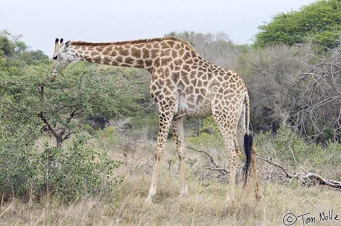 Africa_20081106_094750_923_2X.jpg - A large giraffe, probably female from the hair on the small knobby horns, browses for tender leaves.  Phinda Reserve, South Africa.