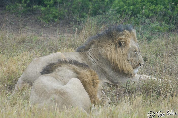 Africa_20081106_234822_977_2X.jpg - There's actually a bit of fog this morning, but the lions of the coalition are at least awake and thinking about moving.  Phinda Reserve, South Africa.