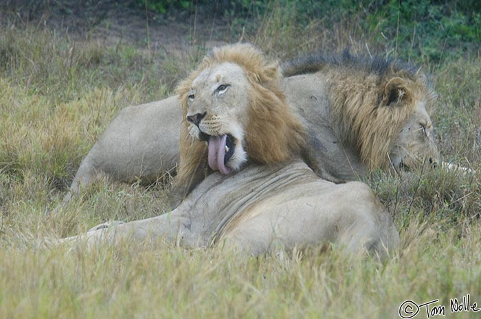 Africa_20081106_235202_985_2X.jpg - One of the three coalition lions does a bit of grooming.  The third is some distance away.  Phinda Reserve, South Africa.