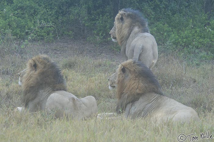 Africa_20081106_235948_060_2X.jpg - The three coalition males are now together and getting active.  Phinda Reserve, South Africa.