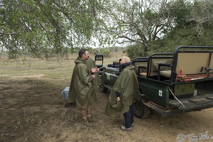 Africa_20081107_013654_555_20.jpg - A morning drizzle forces us to park under a tree for our coffee and snack.  Phinda Reserve, South Africa.